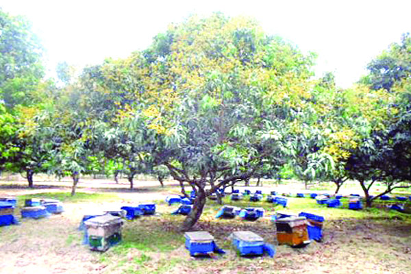 আম ও লিচুর সঙ্গে মধু চাষ