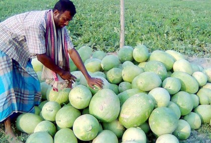 কলাপাড়ায় তরমুজের বাম্পার ফলন