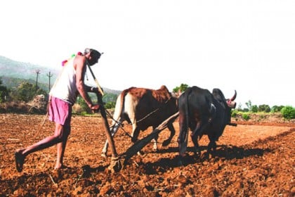কলকাতার ২৩৯ কৃষক 'কোটিপতি'!