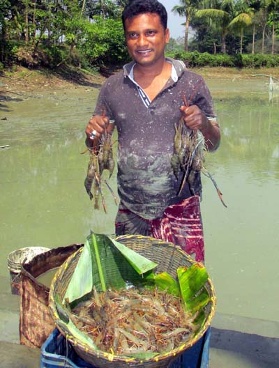 পুকুরে চিংড়ি চাষ করে সাফল্য