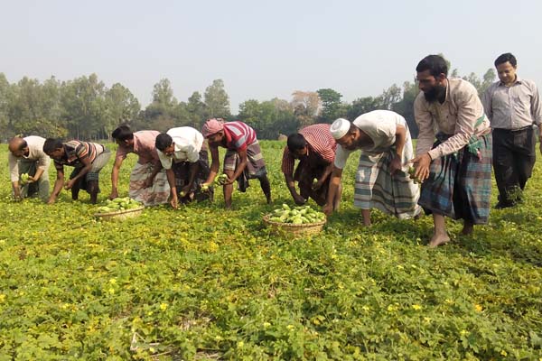 মহেশচন্দ্রপুরের মাঠ জুড়ে করলার 'তিতা হাসি'