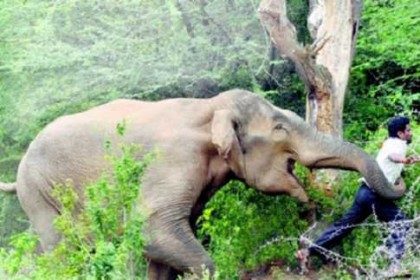 ভারতে বন্য হাতির আক্রমণে নিহত ৫ 