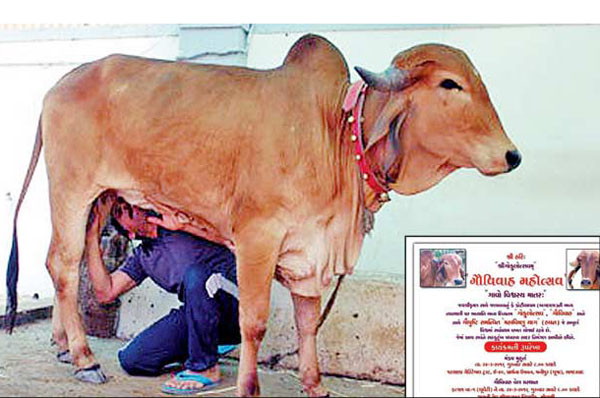 এবার ষাঁড়-গাভীর বিয়ে, অতিথি ৭০০!