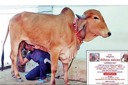 এবার ষাঁড়-গাভীর বিয়ে, অতিথি ৭০০!