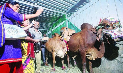 গরুর বিয়েতে খরচ ২৫ লাখ টাকা!