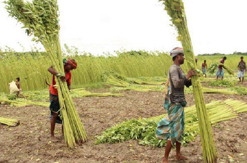 কাচাঁপাট রফতানির উপর নিষেধাজ্ঞা প্রত্যাহার 