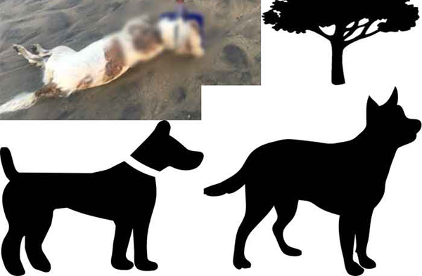 এবার কুকুরকে ধর্ষণের পর হত্যা!