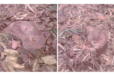 রাতের আঁধারে উজাড় হচ্ছে ঘাটাইলের শাল-গজারি বন