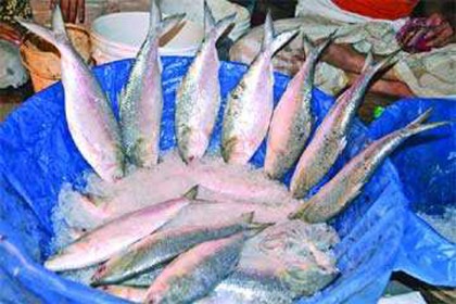 আকাশচুম্বি দামেই বিক্রি হচ্ছে ইলিশ 