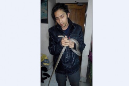 নেশার রাজ্যে ঢুকছে সাপের বিষ!
