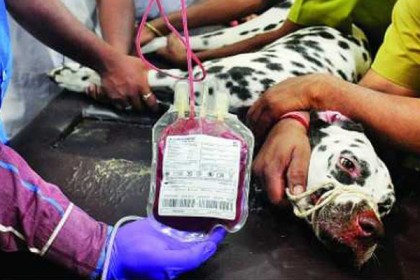 পশুদের জন্য দেশের প্রথম ব্লাড ব্যাংক