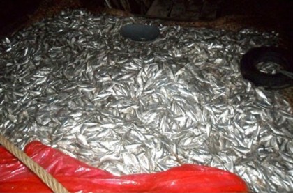 বাস থেকে ১৫ মণ জাঁটকা উদ্ধার