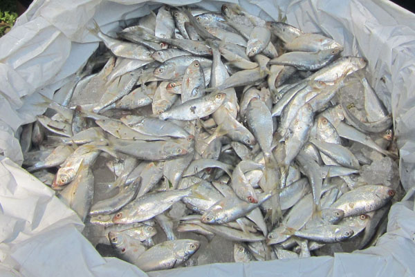 পটুয়াখালীতে ১০ মণ জাটকাসহ আটক ১