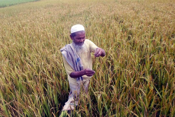 ইট ভাটার ধোঁয়ায় ফসল পুড়ে ছাই