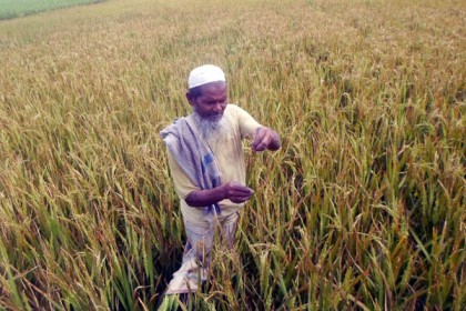 ইট ভাটার ধোঁয়ায় ফসল পুড়ে ছাই