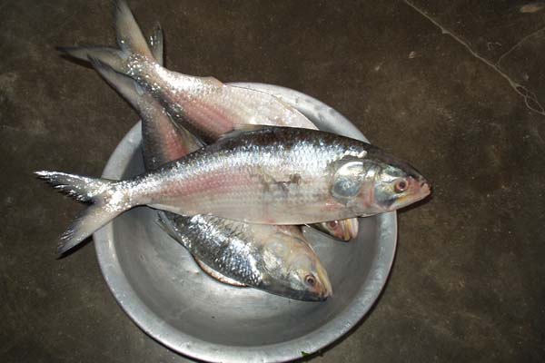 নববর্ষে ইলিশ খাবে না খুলনা জেলা প্রশাসন