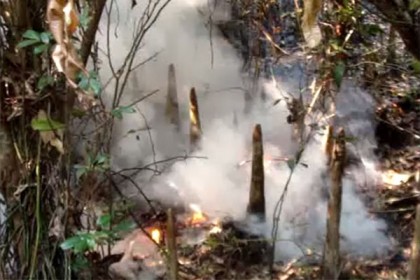 ১৪ ঘণ্টা ধরে দাউ দাউ করে জ্বলছে সুন্দরবন 
