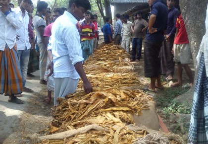 লামায় তামাক ক্রয়ে অনিয়মের অভিযোগ