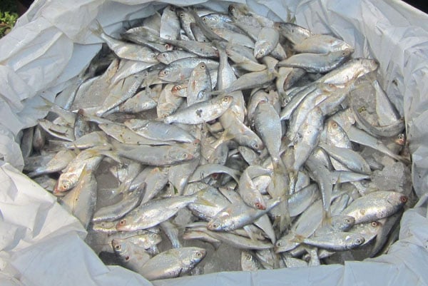 ১৪ মণ জাটকা জব্দ, একজনের কারাদণ্ড