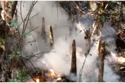 সুন্দরবনে আগুন; মামলা নিয়ে লুকোচুরি