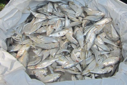 ১৪ মণ জাটকা জব্দ, একজনের কারাদণ্ড
