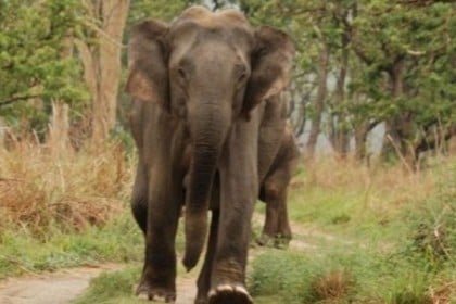 বর্ধমানে বন্য হাতির তাণ্ডব