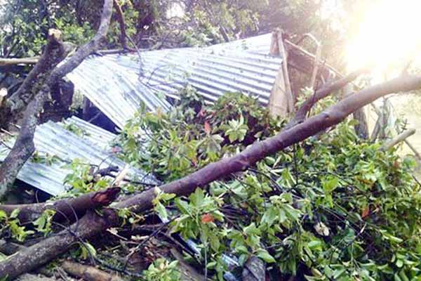 
কালবৈশাখীর তাণ্ডবে লণ্ডভণ্ড বিশ্বনাথ
  
