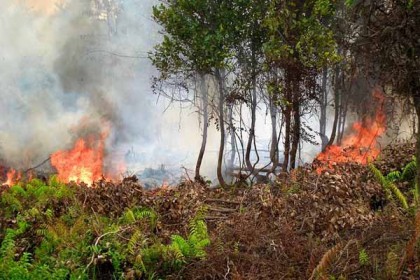 সুন্দরবনে আগুন; ৬ অপরাধীর নামে মামলা