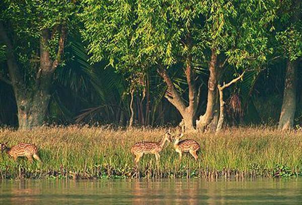 সুন্দরবনে হরিণের মাংস উদ্ধার
