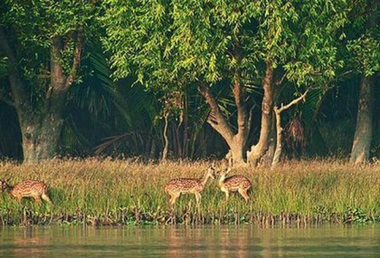 সুন্দরবনে হরিণের মাংস উদ্ধার