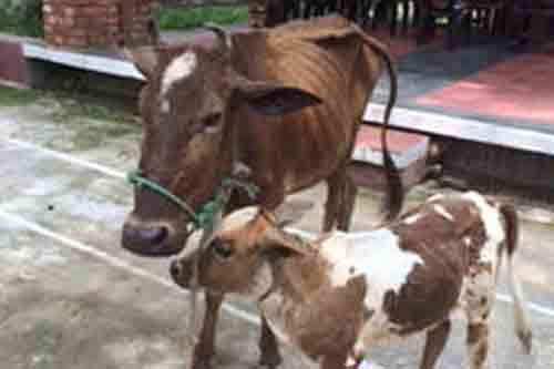 গাভী নিয়ে বেকায়দায় পুলিশ!
