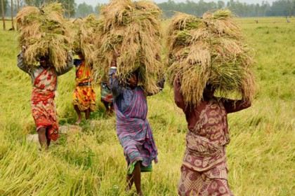 ধান ২৩, চাল ৩২ টাকায় কিনবে সরকার