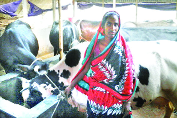 গাভী পালনে দারিদ্র্য জয়