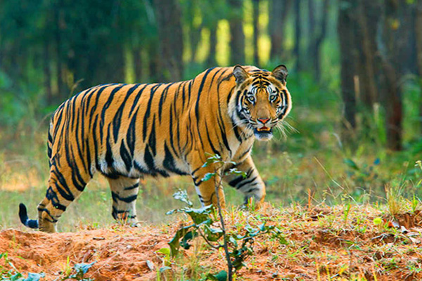 সুন্দরবনে বাঘের সংখ্যা ১০৬টি