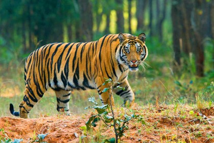 সুন্দরবনে বাঘের সংখ্যা ১০৬টি