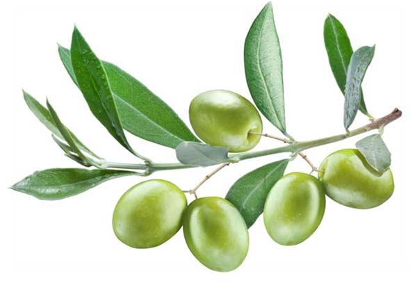 জলপাই পাতার বহুমাত্রিক গুণাগুণ