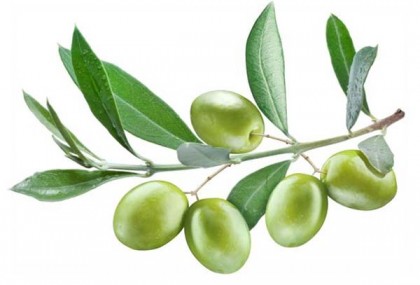 জলপাই পাতার বহুমাত্রিক গুণাগুণ
