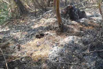 সুন্দরবনের আগুন তিনদিন পর নিযন্ত্রণে