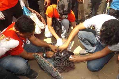 লামায় বেওয়ারিশ কুকুরদের টিকা প্রদান
