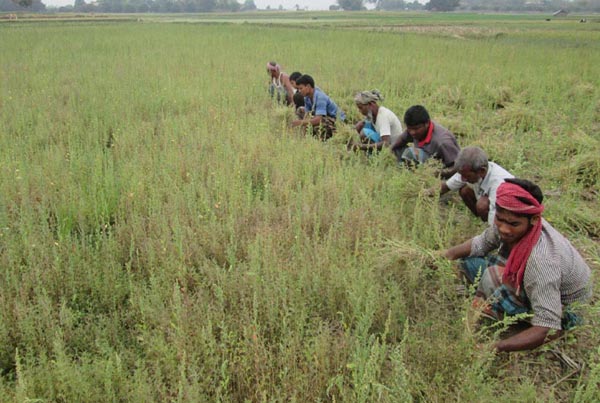চাঁপাইনবাবগঞ্জে মসুর চাষে ঝুঁকছেন কৃষকরা