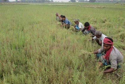 চাঁপাইনবাবগঞ্জে মসুর চাষে ঝুঁকছেন কৃষকরা