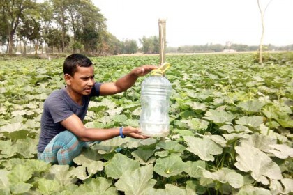 কীটনাশকের পরিবর্তে ফাঁদ ব্যবহারে সাশ্রয়ী হচ্ছেন কৃষক


