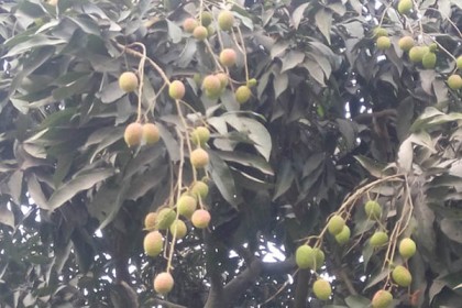 দিনাজপুরে লিচুতে এসেছে 'সিঁদুরের লাল রং'