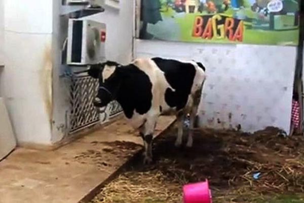 মোবাইলে গেম খেলে গরু লাভ