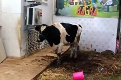 মোবাইলে গেম খেলে গরু লাভ