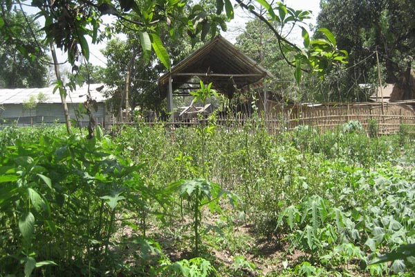 বিষমুক্ত ফসল উৎপাদনে সাফল্য 