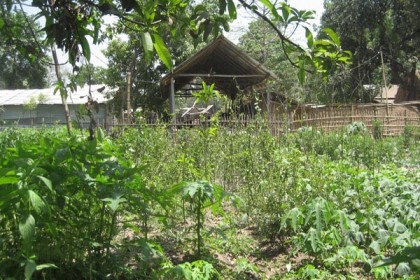 বিষমুক্ত ফসল উৎপাদনে সাফল্য 