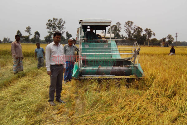 দিনাজপুরে কৃষকের ভরসা 'কম্বাইন্ড হার্ভেস্টর মেশিন'