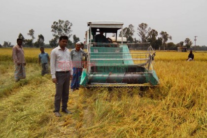 দিনাজপুরে কৃষকের ভরসা 'কম্বাইন্ড হার্ভেস্টর মেশিন'