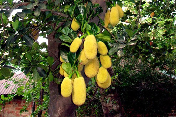 কাঁঠাল খাওয়ার ৫ উপকারিতা